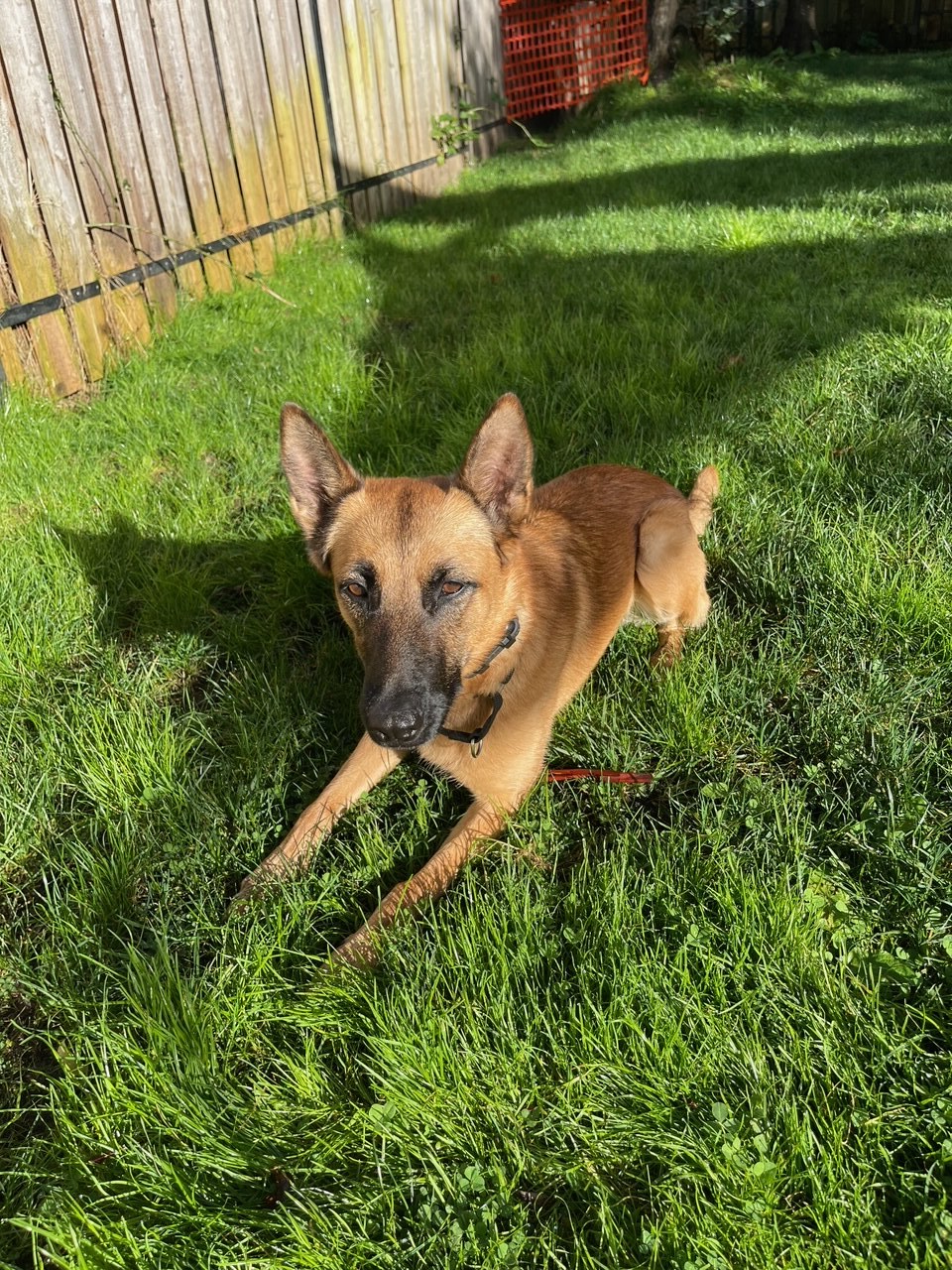 Brinkley, an adoptable Belgian Shepherd / Malinois in Vancouver, WA, 98686 | Photo Image 8