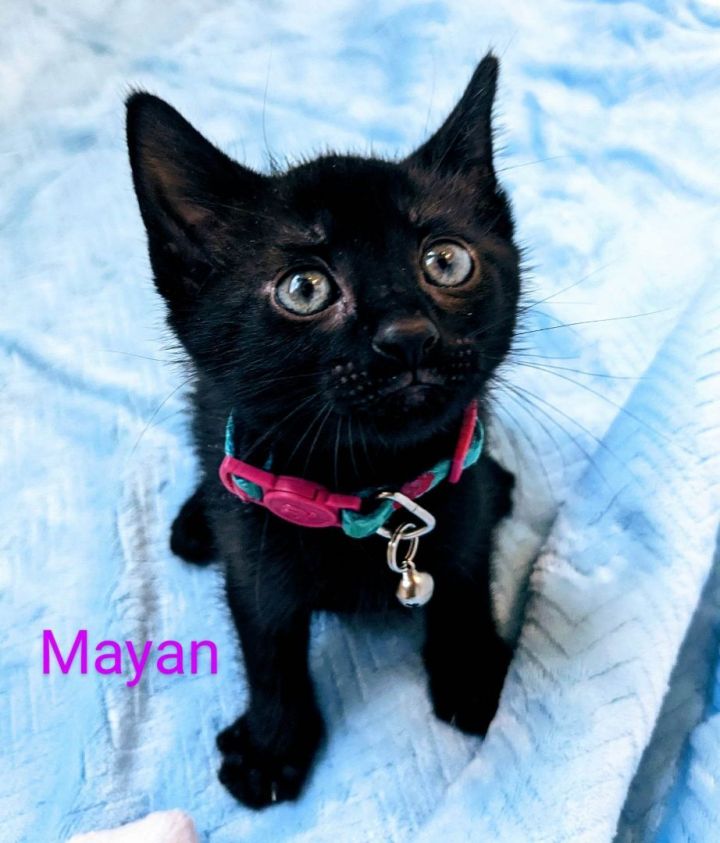 Mayan 2