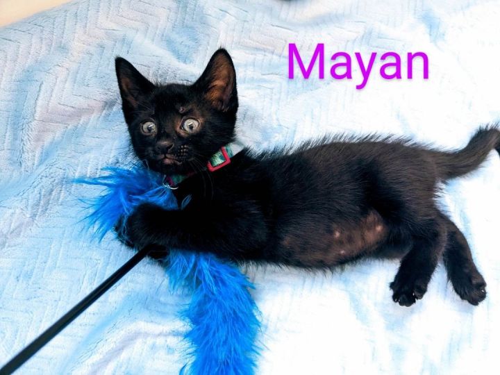 Mayan 4