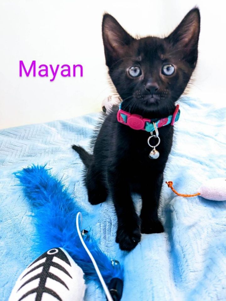 Mayan 1