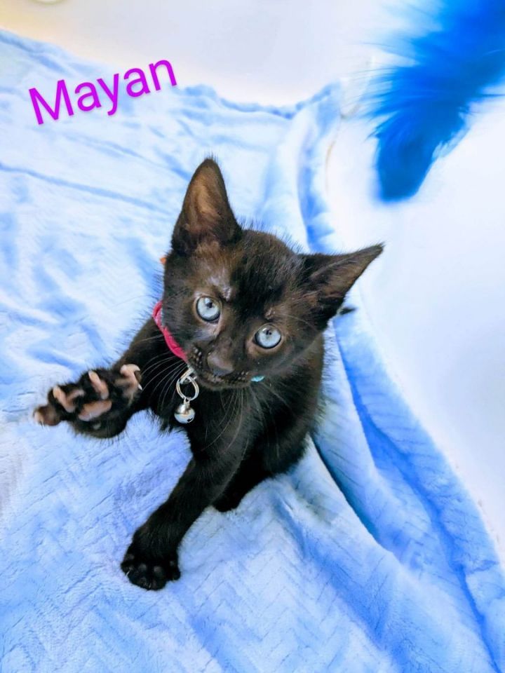 Mayan, an adopted Domestic Short Hair Mix in Largo, FL_image-6