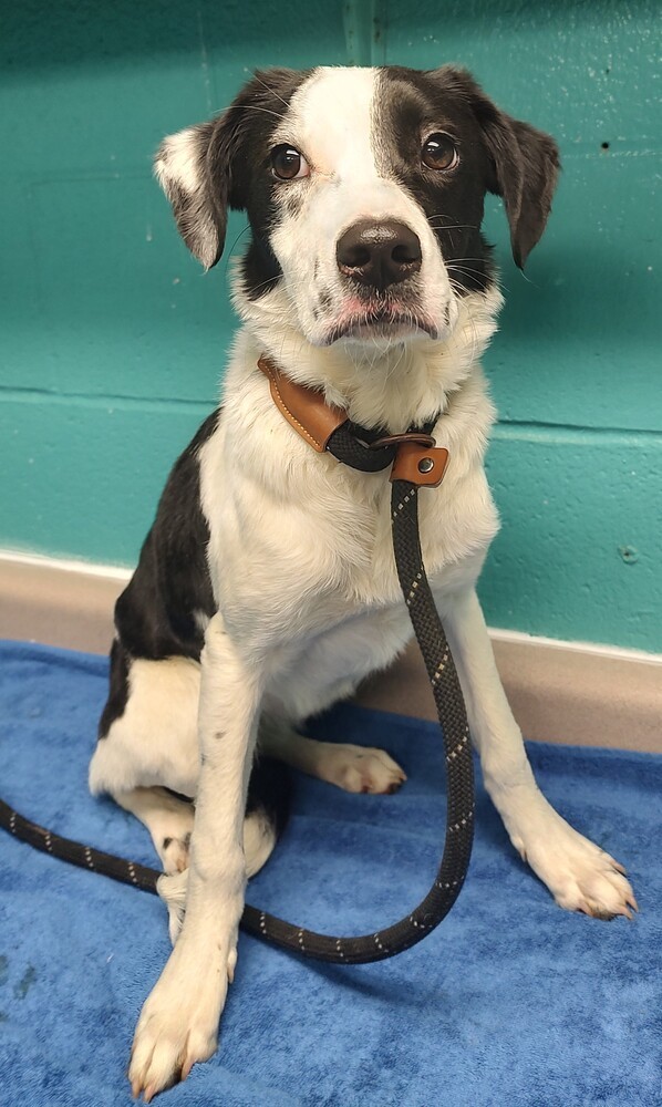 Dog for adoption - Willow #285, a Spaniel Mix in New Lexington, OH