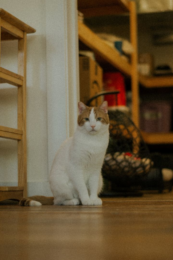 Gil, an adopted Domestic Short Hair in Jackson, WY_image-1