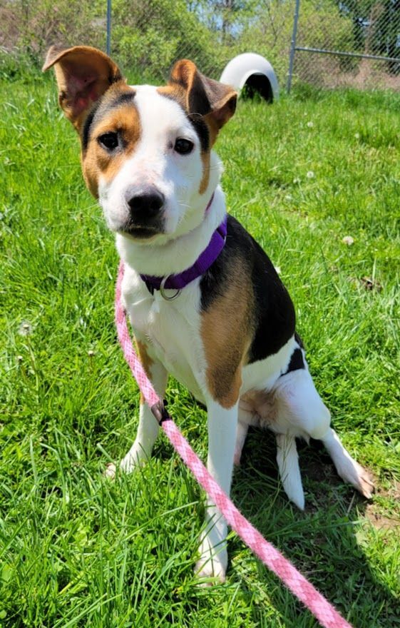 Dog for adoption - Rizz, a Jack Russell Terrier Mix in Lisbon, OH ...