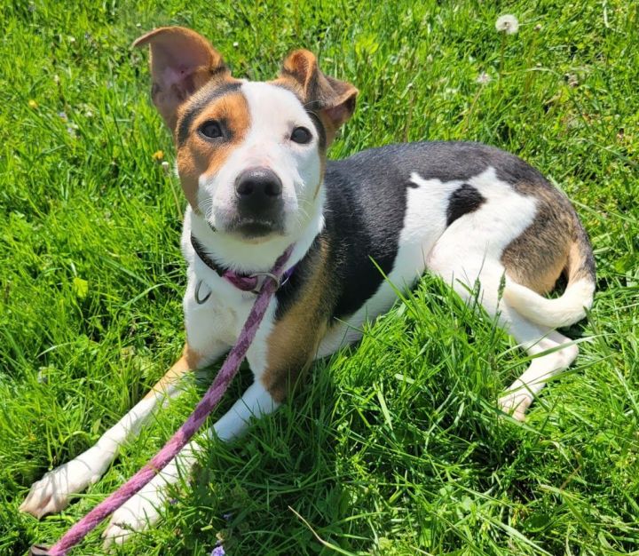 Dog for adoption - Rizz, a Jack Russell Terrier Mix in Lisbon, OH ...