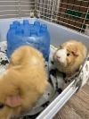 Graham & Cracker