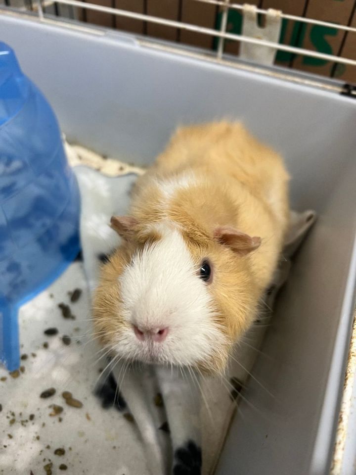 Graham & Cracker 3