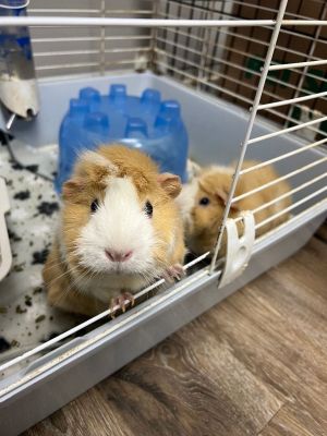 Graham & Cracker