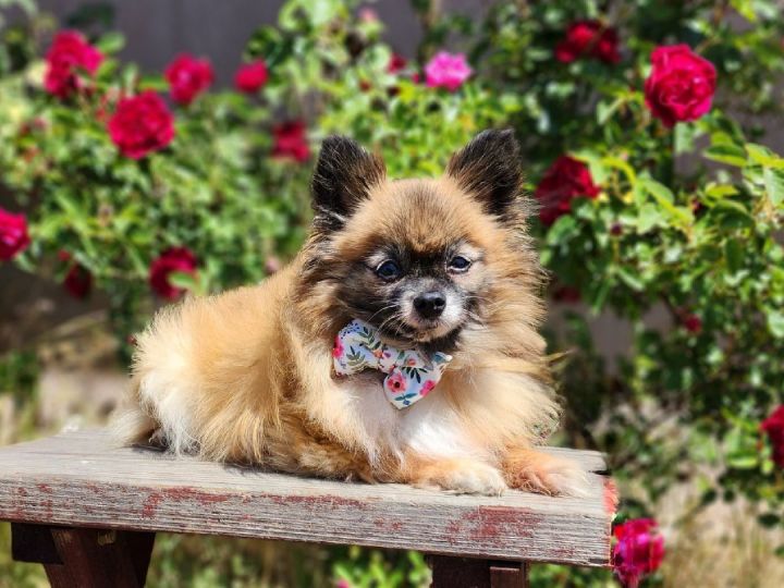 Apple , an adopted Pomeranian in Clovis, CA_image-1