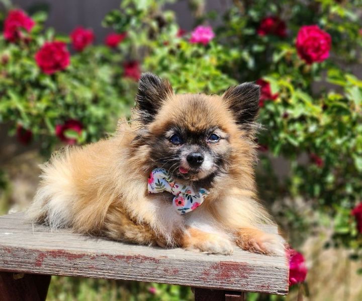 Apple , an adopted Pomeranian in Clovis, CA_image-3