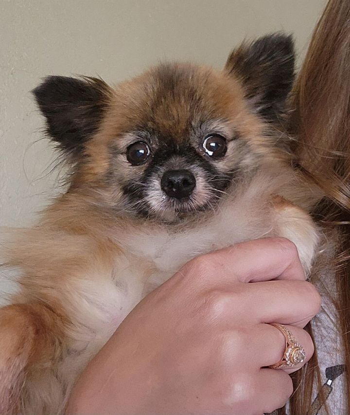 Apple , an adopted Pomeranian in Clovis, CA_image-4
