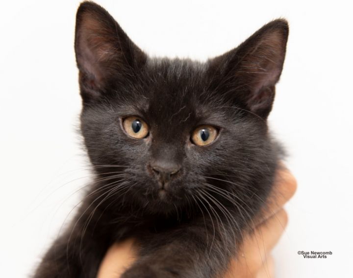 Cocoa Puff, an adoptable Domestic Short Hair in Shorewood, IL_image-1