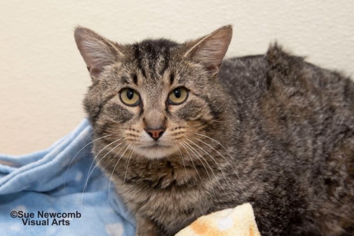 Jesse, an adoptable Domestic Short Hair in Shorewood, IL_image-1