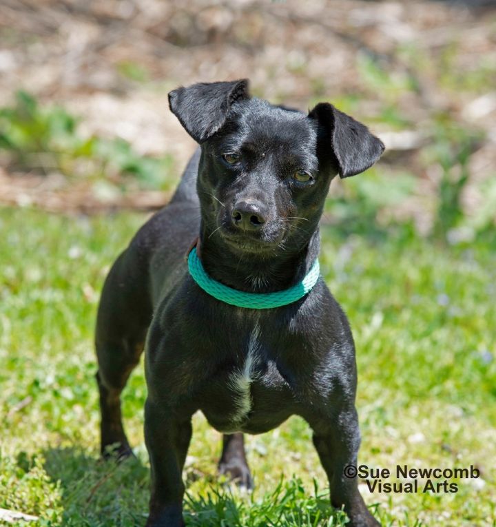 Ziggy, an adoptable Dachshund & Chihuahua Mix in Shorewood, IL_image-1