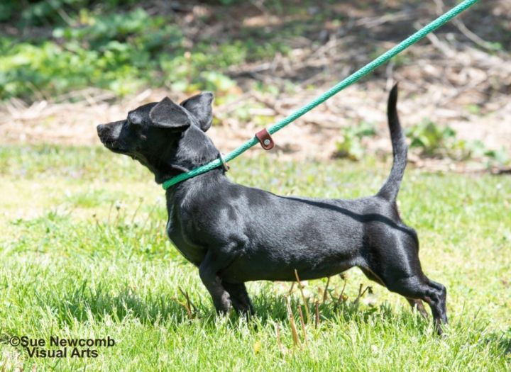 Ziggy, an adoptable Dachshund & Chihuahua Mix in Shorewood, IL_image-2