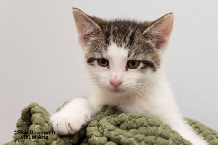 Pop Tart, an adoptable Domestic Short Hair in Shorewood, IL_image-2