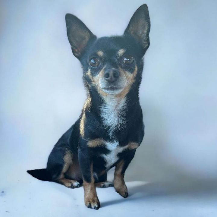 Mowgli  1