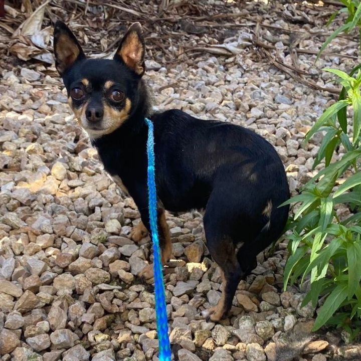 Mowgli , an adopted Chihuahua in Clovis, CA_image-2