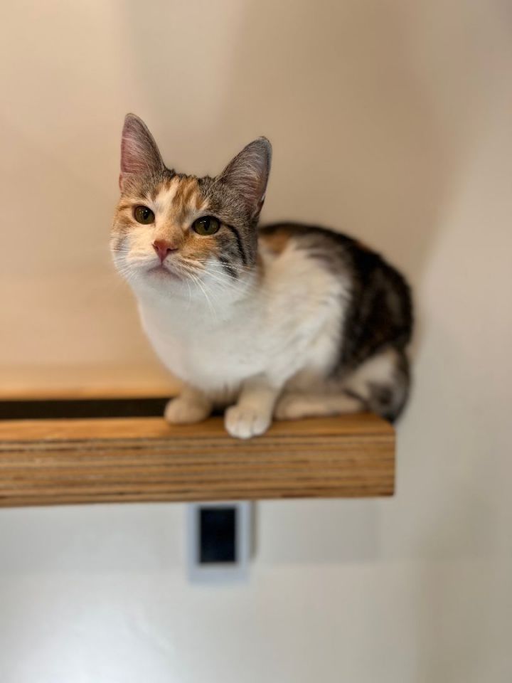 Tulip, an adopted Dilute Calico in Jackson, WY_image-2