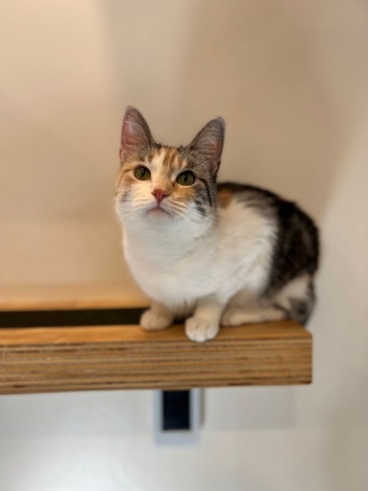 Tulip, an adopted Dilute Calico in Jackson, WY_image-4