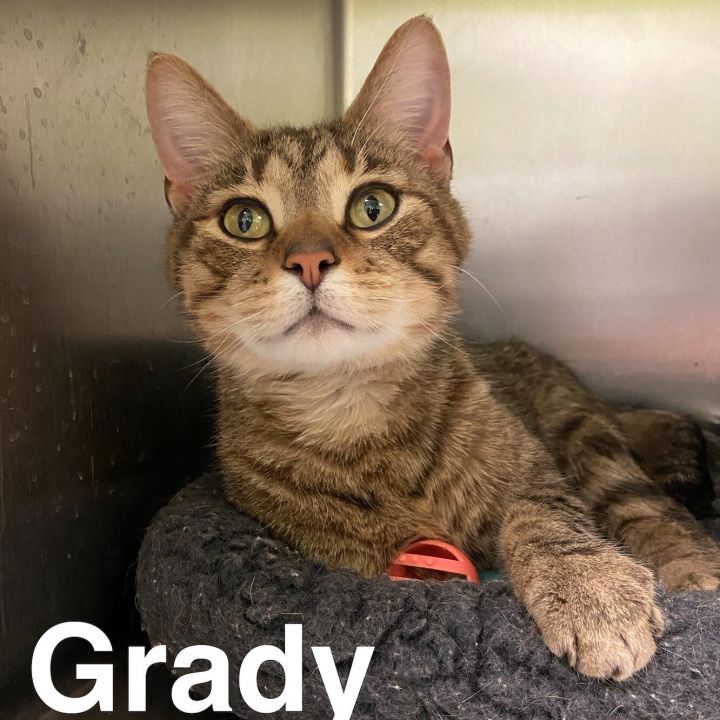 Grady, an adoptable Domestic Short Hair in Waynesburg, PA_image-1