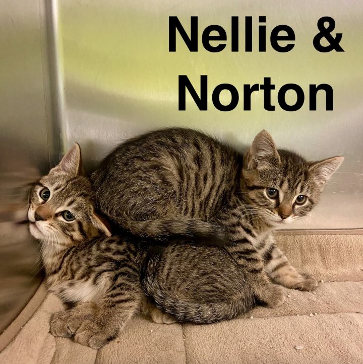 Norton and Nellie, an adoptable Domestic Short Hair in Waynesburg, PA_image-1