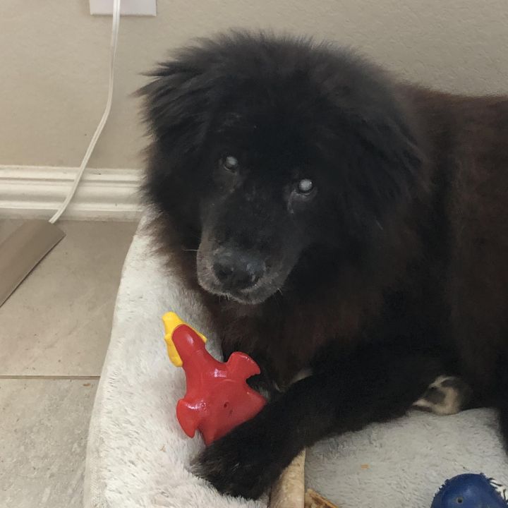 Chow chow sale newfoundland mix