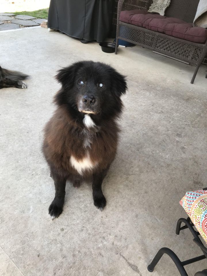 Newfie sales chow mix