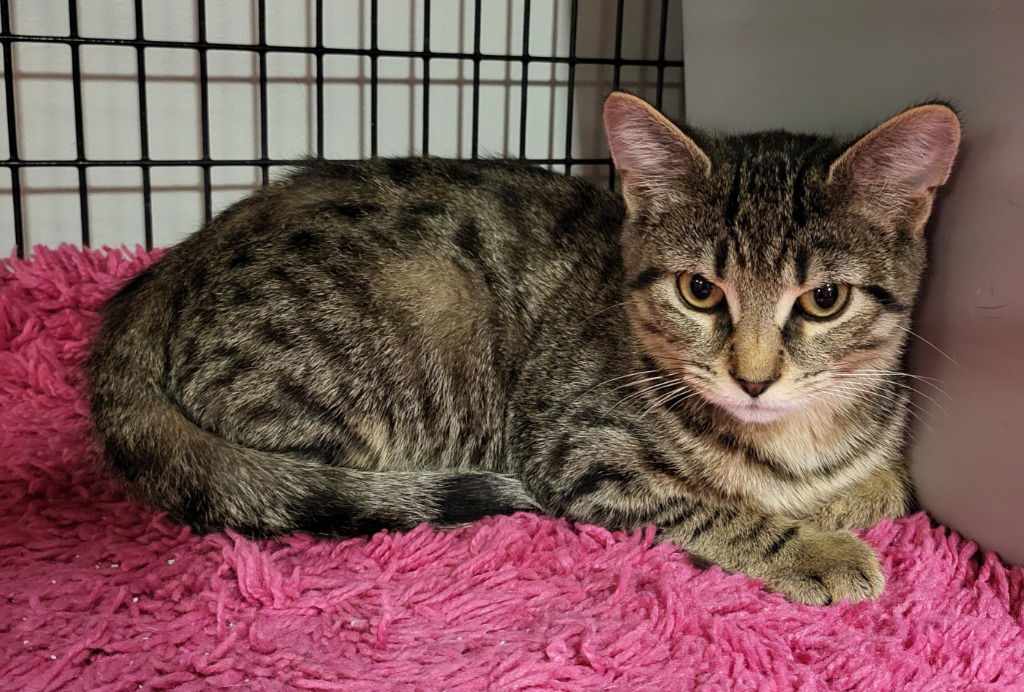 Carbucketty, an adoptable Domestic Short Hair in Rochester, NY, 14626 | Photo Image 1