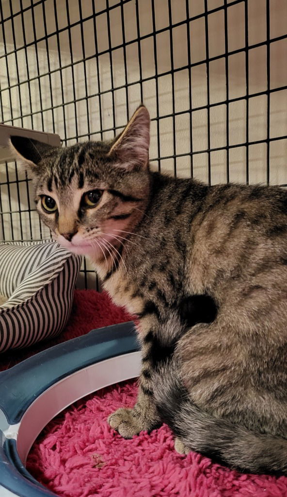Bustopher Jones, an adoptable Domestic Short Hair in Rochester, NY, 14626 | Photo Image 1