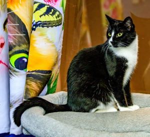 Benjamin Button, Adult Male Domestic Short Hair