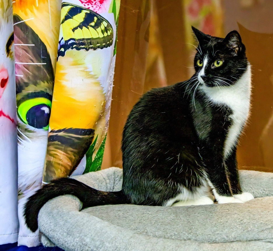 Benjamin Button, an adoptable Domestic Short Hair in Rochester, NY, 14626 | Photo Image 1
