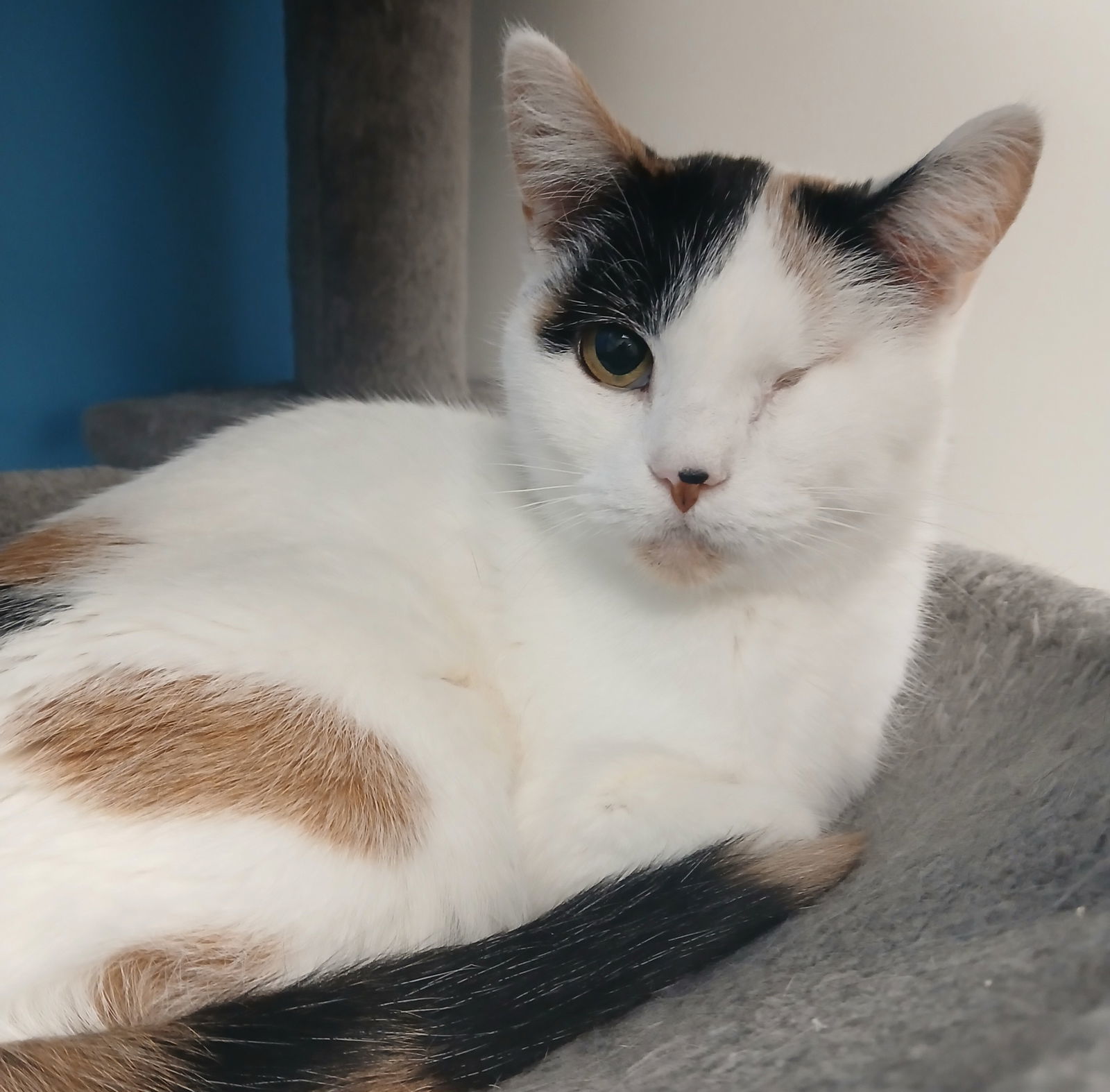 Castaspella, an adoptable Domestic Short Hair in Rochester, NY, 14626 | Photo Image 1