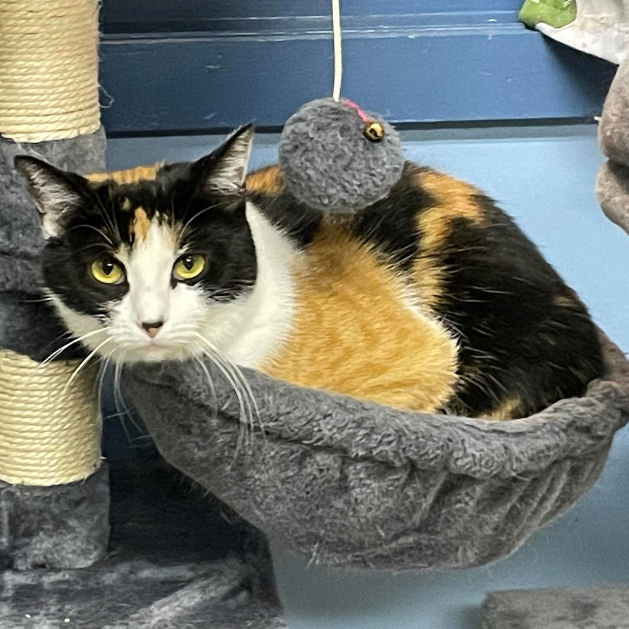 Juna, an adoptable Domestic Short Hair in Rochester, NY, 14626 | Photo Image 1