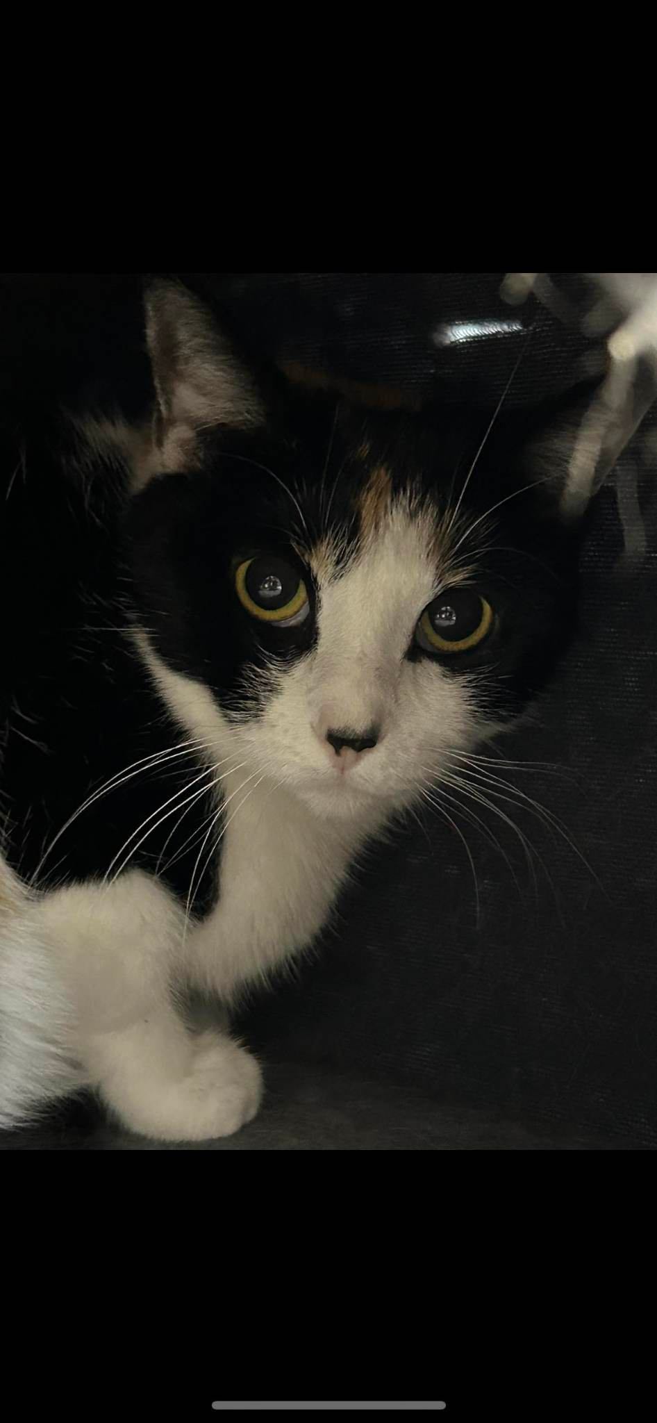 Juna, an adoptable Domestic Short Hair in Rochester, NY, 14626 | Photo Image 2