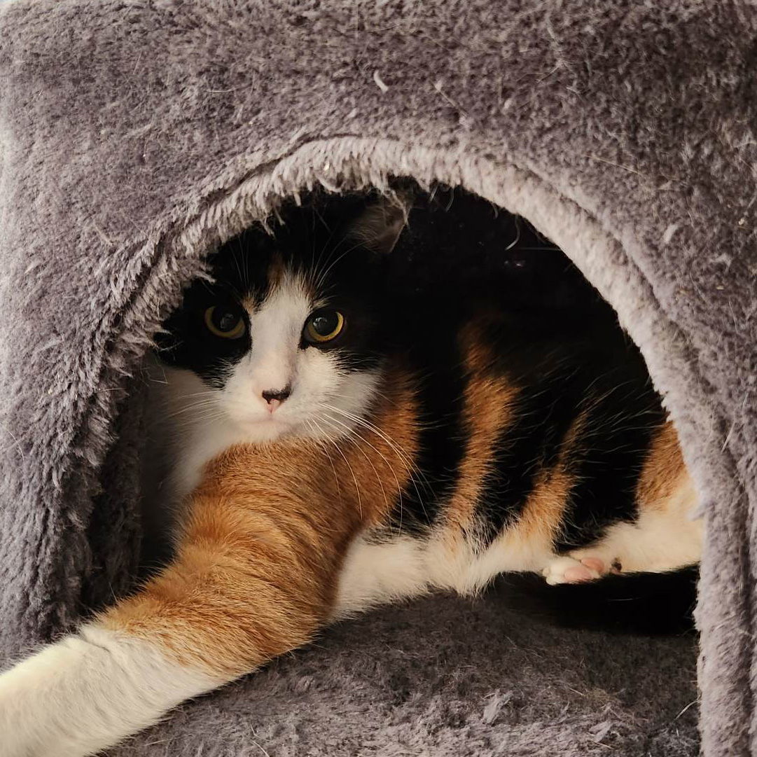 Juna, an adoptable Domestic Short Hair in Rochester, NY, 14626 | Photo Image 3