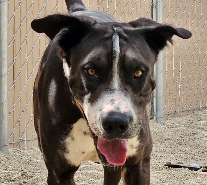 Buick, an adoptable Great Dane Mix in Silver Springs, NV_image-3