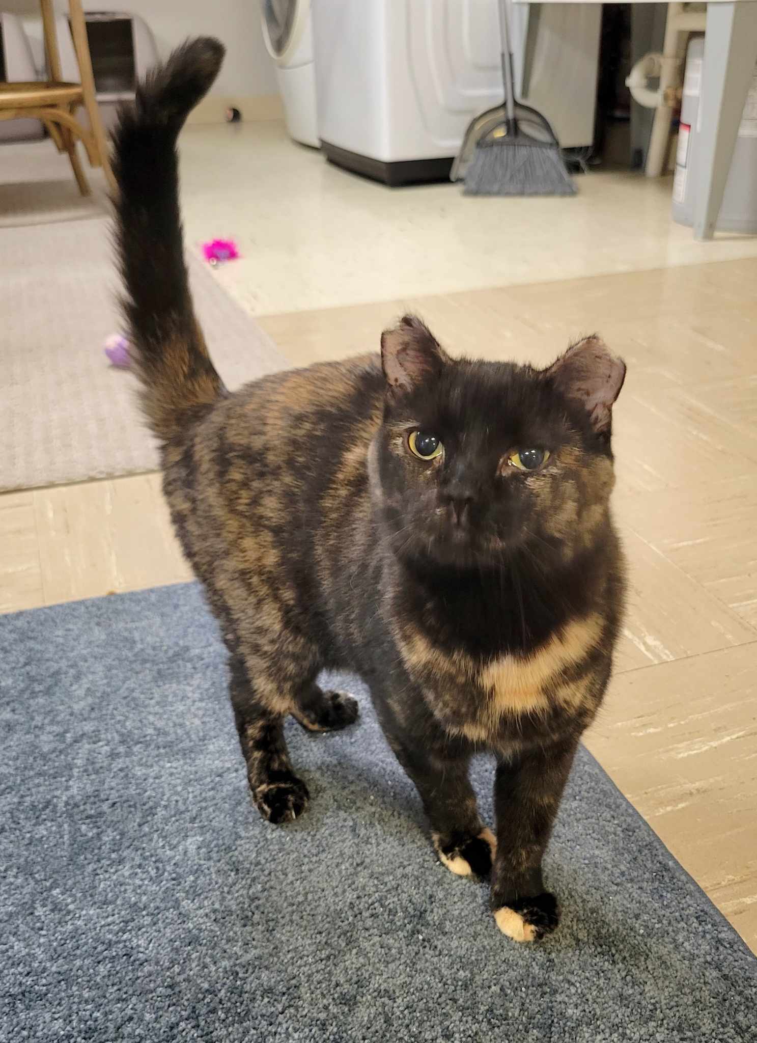 Cher, an adoptable Domestic Short Hair in Rochester, NY, 14626 | Photo Image 1