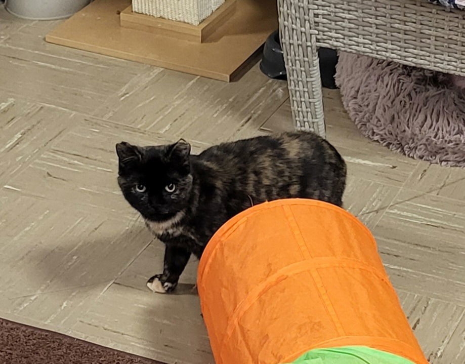 Cher, an adoptable Domestic Short Hair in Rochester, NY, 14626 | Photo Image 2