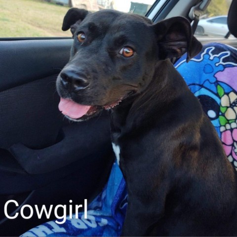 Cowgirl 3