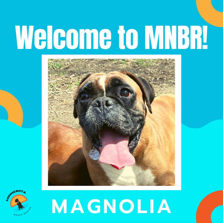 Magnolia *Adoption Pending*, an adoptable Boxer in Woodbury, MN_image-1