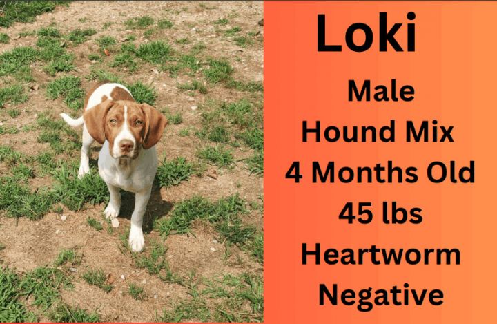 Loki, an adoptable Hound Mix in Summerdale, AL_image-1