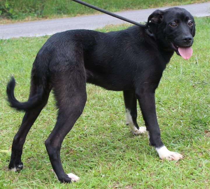 Atlas 37218, an adoptable Labrador Retriever Mix in Prattville, AL_image-3