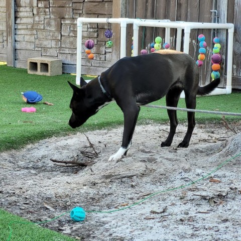 Duchess 2