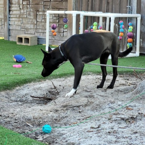 Duchess, an adoptable Labrador Retriever Mix in Alexandria, VA_image-2