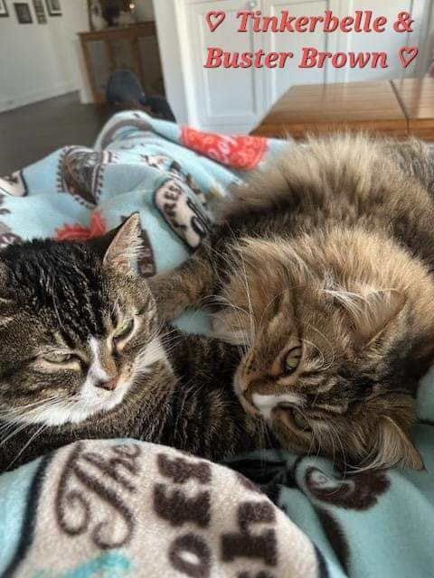 Buster Brown and Tinkerbelle (bonded pair), an adoptable Maine Coon in Layton, UT_image-2