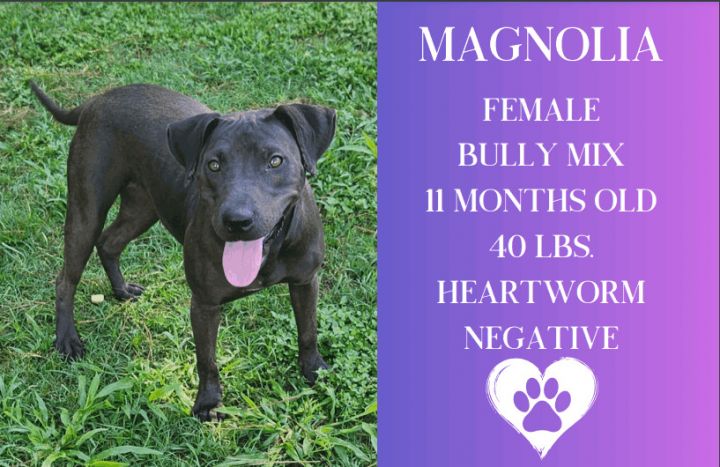 Magnolia , an adoptable American Bully Mix in Summerdale, AL_image-1