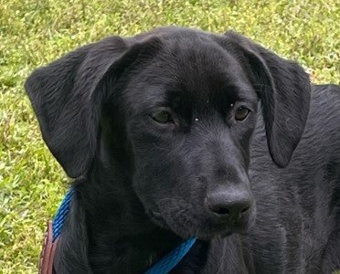 Gertie, an adoptable Hound & Labrador Retriever Mix in Hagerstown, MD_image-1