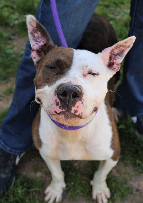 Smurfette, an adoptable Pit Bull Terrier Mix in Newark, NJ_image-1