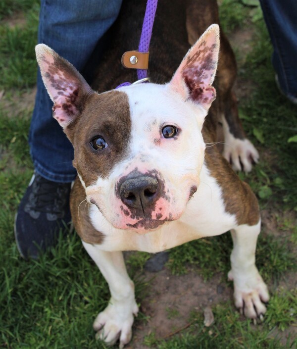 Smurfette, an adoptable Pit Bull Terrier Mix in Newark, NJ_image-5